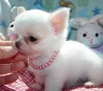 spettacolari cuccioli di chihuahua con pedigree