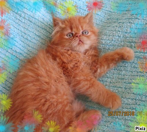 Vendita Cucciolo Persiano Da Privato A Genova Cucciolo Persiano Rosso