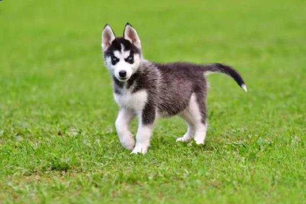 Vendita Husky Da Privato A Pordenone Siberian Husky Cucciolata Occhi Azzurri Grigi Nero