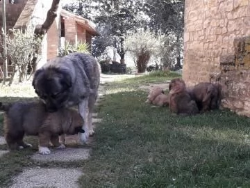 eccellenti pastori del caucaso  | Foto 0