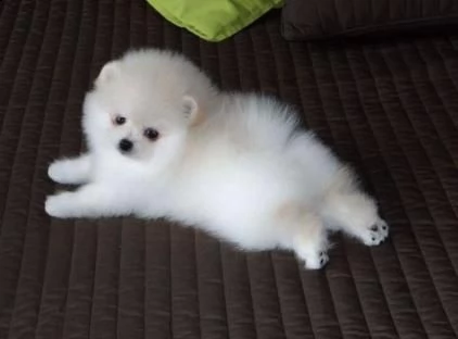 volpini spitz di pomerania cuccioli
