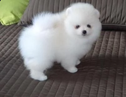 volpini spitz di pomerania cuccioli | Foto 0