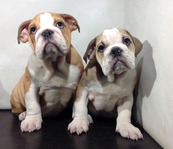 Vendita Cucciolo Bulldog Da Privato A Milano Bulldog Inglese 21102017