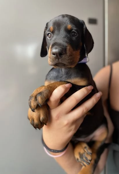 Cuccioli di Dobermann | Foto 1