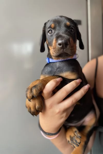 Cuccioli di Dobermann | Foto 1