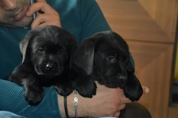 meravigliosi cuccioli di labrador retriever neri | Foto 0