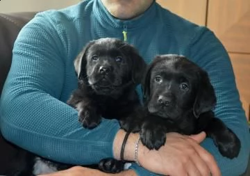 meravigliosi cuccioli di labrador retriever neri