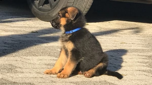 cuccioli di pastore tedesco  roi | Foto 1
