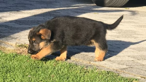 cuccioli di pastore tedesco  roi | Foto 0