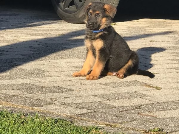 cuccioli di pastore tedesco  roi