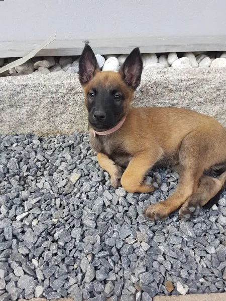 pastore belga malinois cuccioli prezzo super | Foto 2