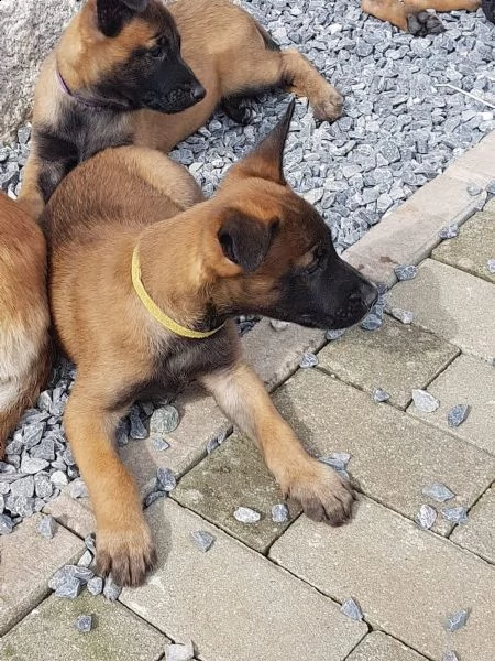 pastore belga malinois cuccioli prezzo super | Foto 1