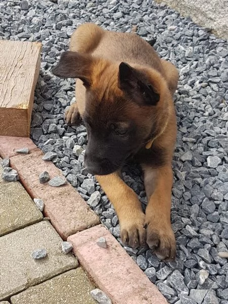 pastore belga malinois cuccioli prezzo super | Foto 0