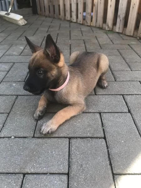 pastore belga malinois cuccioli prezzo super