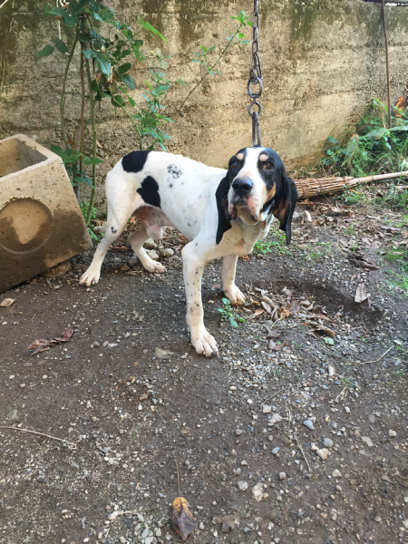 Vendita Segugio Da Privato A Catanzaro Cani Da Caccia 30102017