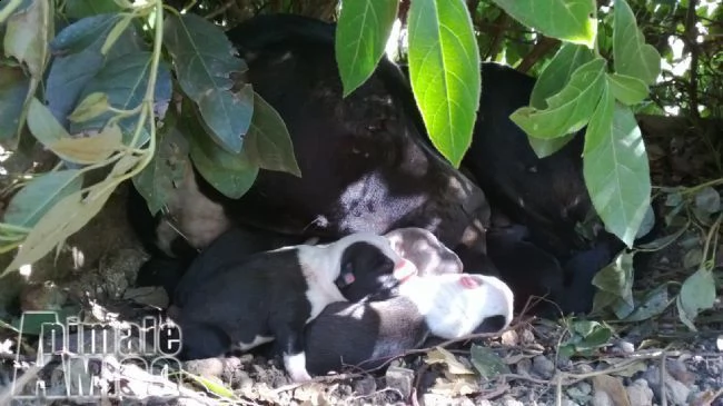 cuccioli di amstaff american staffordshire terrier a bari e in puglia | Foto 2
