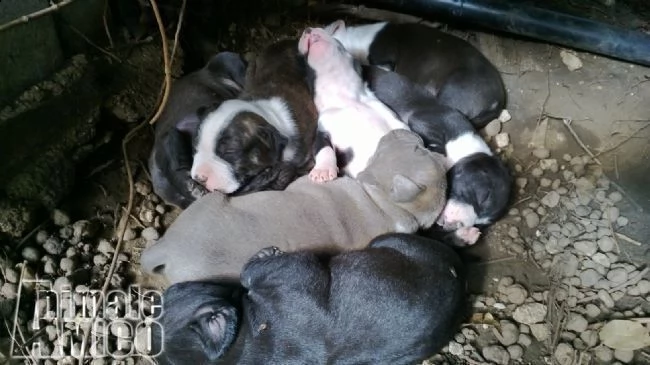 cuccioli di amstaff american staffordshire terrier a bari e in puglia