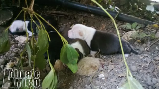 cuccioli di amstaff american staffordshire terrier barletta andria trani | Foto 1