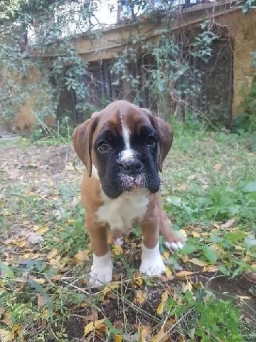 cuccioli di boxer con pedigree 