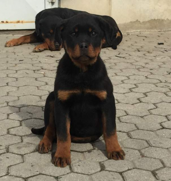 Vendita Cucciolo Rottweiler Da Privato A Asti Cuccioli Di Rottweiler