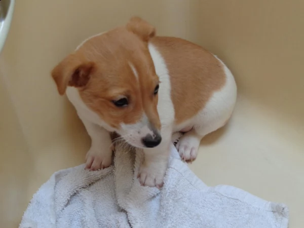cuccioli jack russell pelo duro