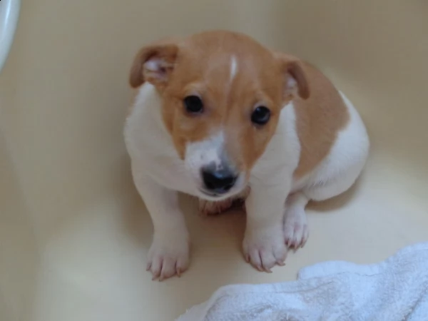 cuccioli jack russell pelo duro | Foto 1