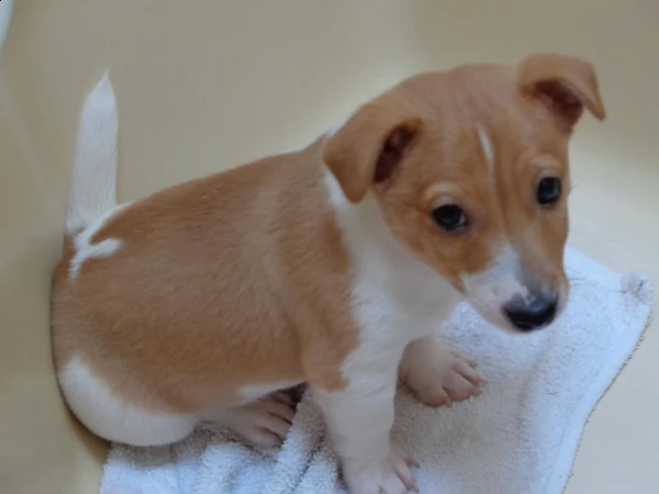 cuccioli jack russell pelo duro | Foto 0