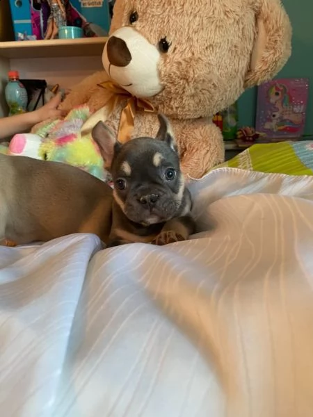 bulldogue francesi cuccioli bellissimi