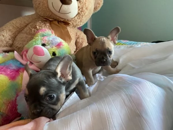 bulldogue francesi cuccioli bellissimi | Foto 0