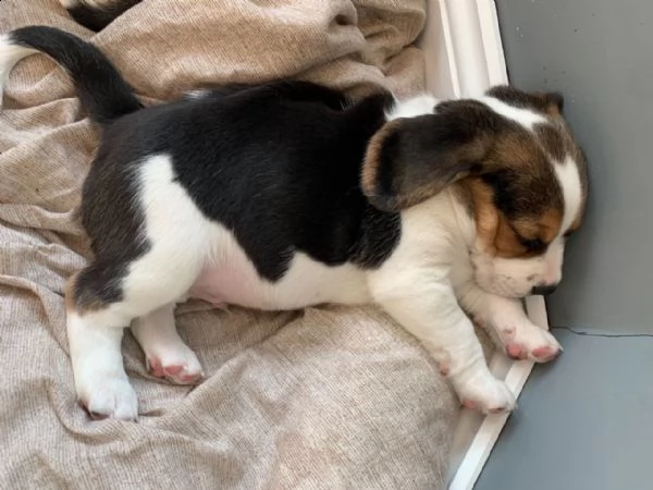 cuccioletto di beagle | Foto 6