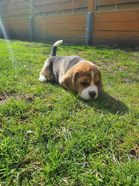 cuccioletto di beagle | Foto 5