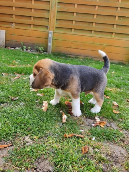 cuccioletto di beagle