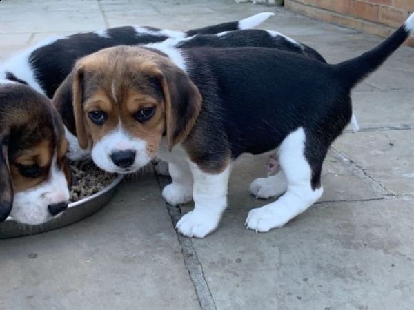 cuccioletto di beagle | Foto 0