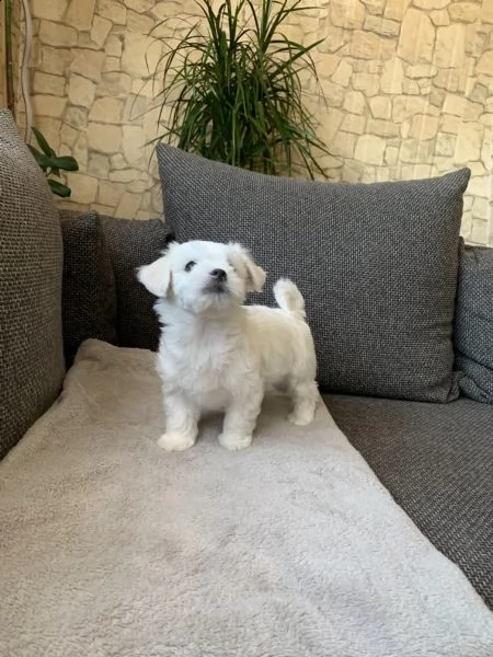 cuccioli di maltese toy | Foto 5