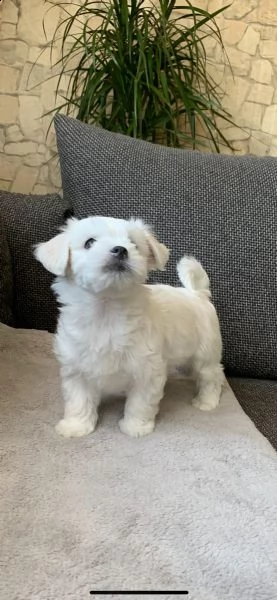 cuccioli di maltese toy | Foto 4