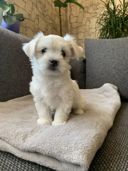 cuccioli di maltese toy | Foto 3