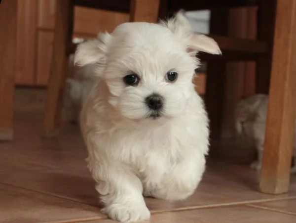 cuccioli di maltese toy | Foto 0