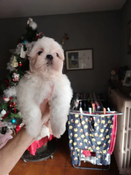 cuccioli shitzu 