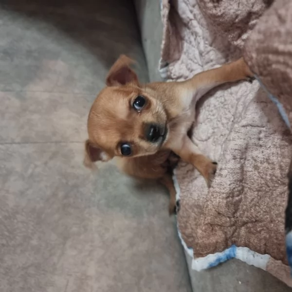 Chihuahua toy cuccioli  | Foto 0
