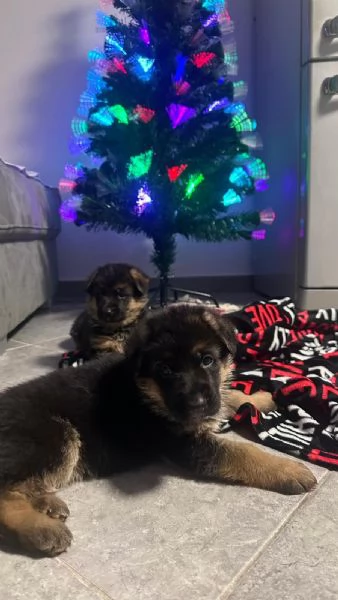 Cuccioli pastore tedesco | Foto 0