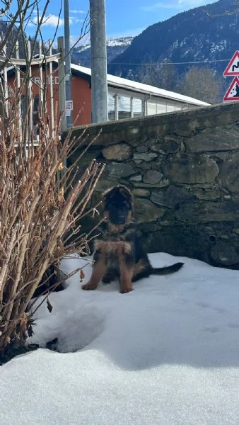 cucciolo di pastore tedesco | Foto 3