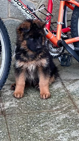 cucciolo di pastore tedesco | Foto 2