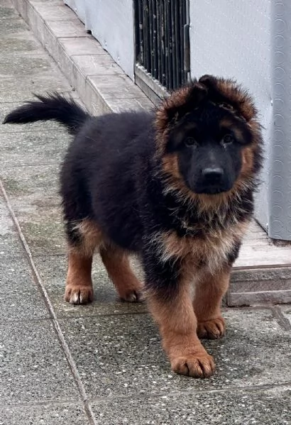 cucciolo di pastore tedesco