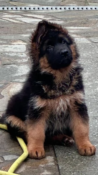 cucciolo di pastore tedesco | Foto 0