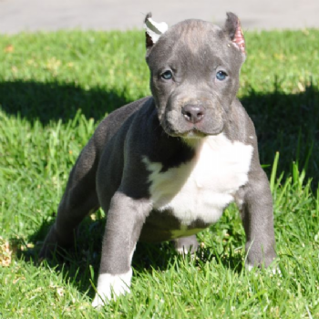 Regalo Bull Mastiff Da Volontario A Ragusa Adorali Cuccioli Di Bull