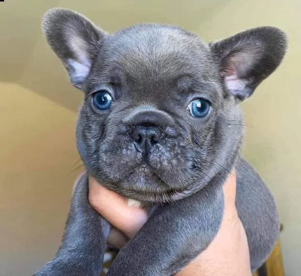 adorabili cuccioli di bulldog francese blu per ladozione