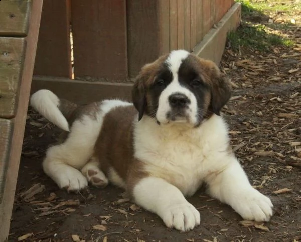 cuccioli san bernardo taglia gigante