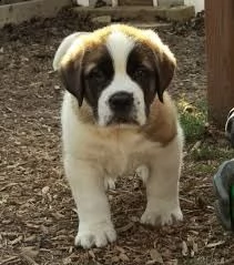 cuccioli san bernardo taglia gigante | Foto 0