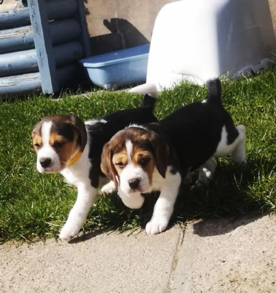 cuccioli beagle tricolore