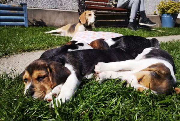 cuccioli beagle tricolore | Foto 2